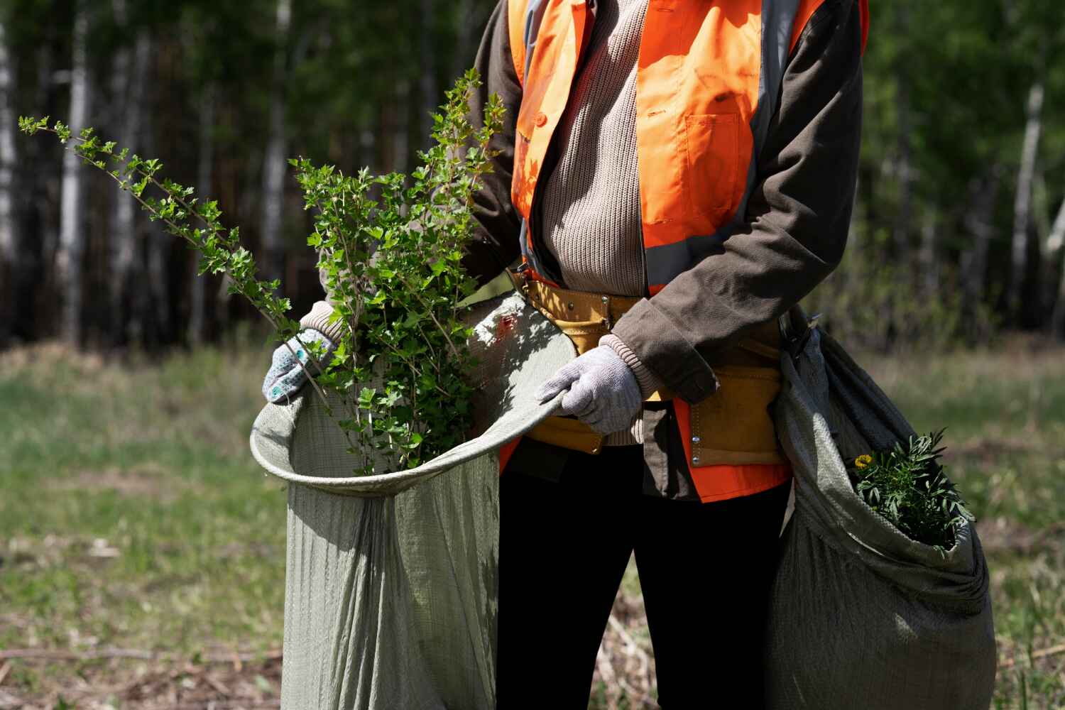 Best Tree Trimming and Pruning  in USA